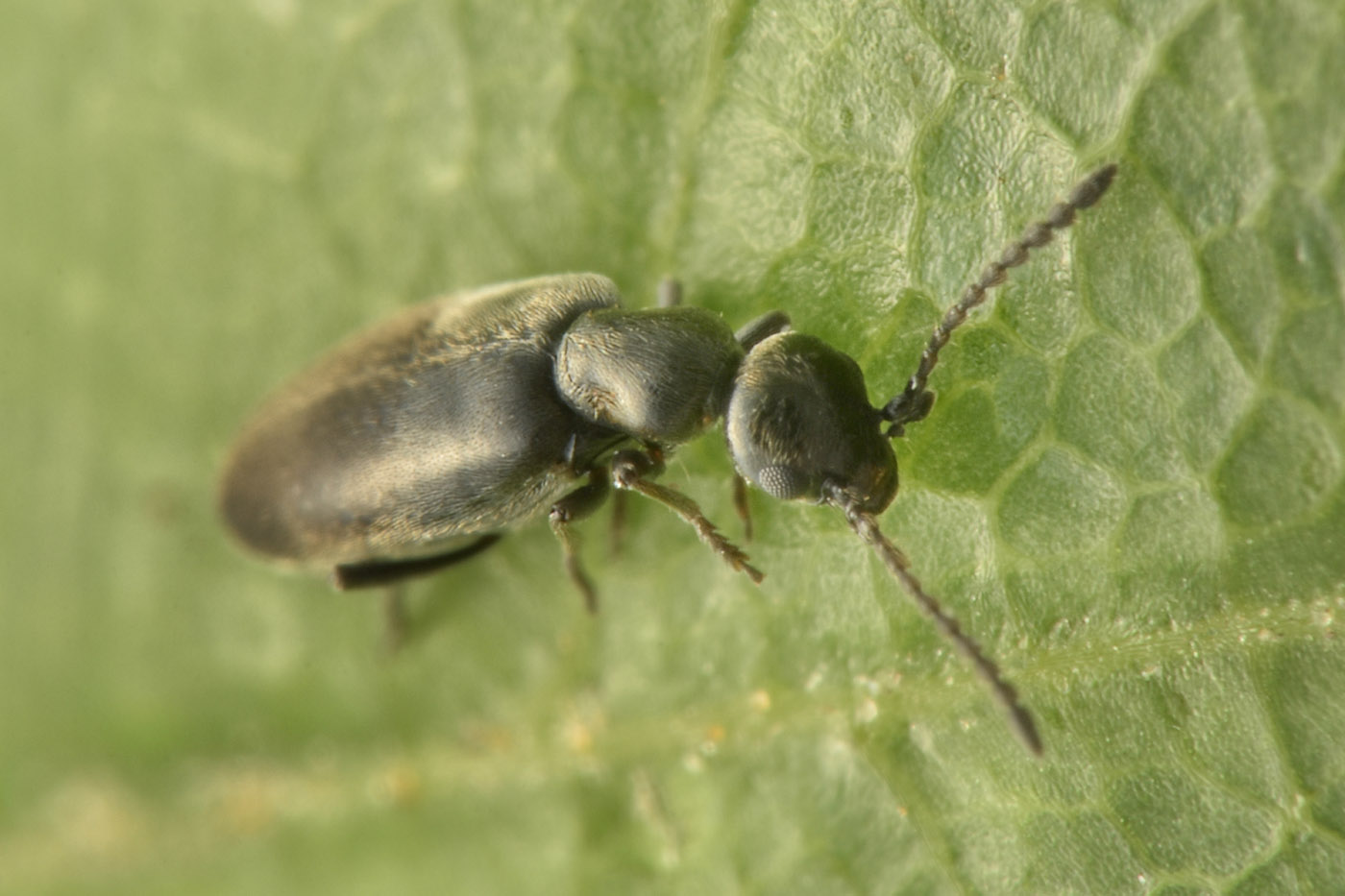 Anthicidae: Microhoria venusta? S